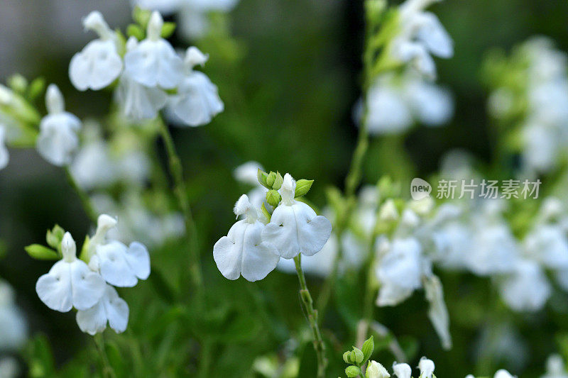 小叶鼠尾草/鼠尾草:白花